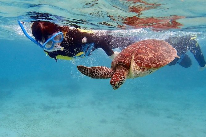 Snorkel/Swim with the Turtles Experience - Why the private format matters