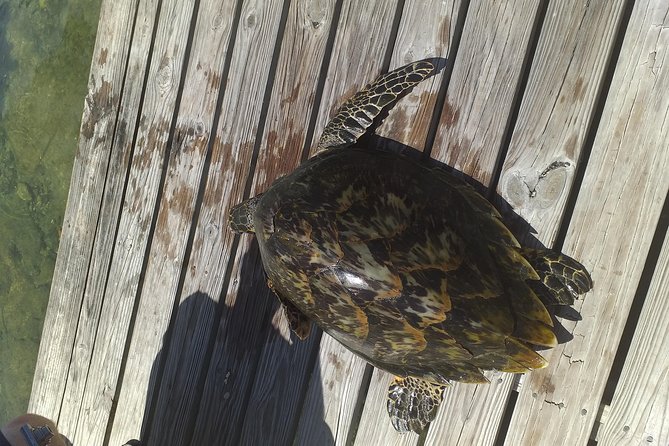 Sweetings Cay Mangrove Kayaking and Turtles - Key points to know before you book
