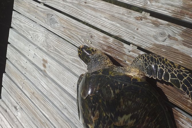 Sweetings Cay Mangrove Kayaking and Turtles - The ride from Freeport to McLean’s Town
