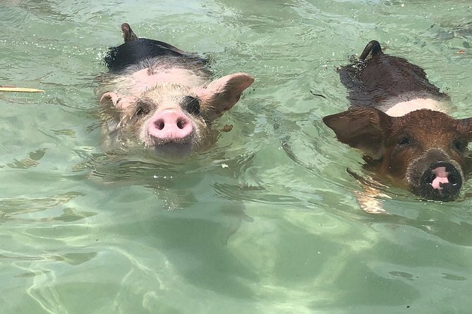 Swim with Pigs on a Tropical Island - Meeting the Pigs at Crystal Beach
