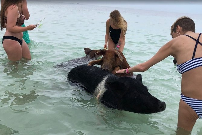 Swim with Pigs on a Tropical Island - What the Pig Session Really Feels Like