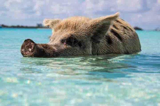 Swim with Pigs on a Tropical Island - The Drive Through Freeport and Out to West End