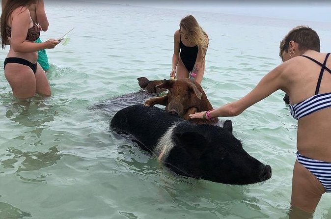 Swim with Pigs on a Tropical Island - Is $95.99 a Fair Price?