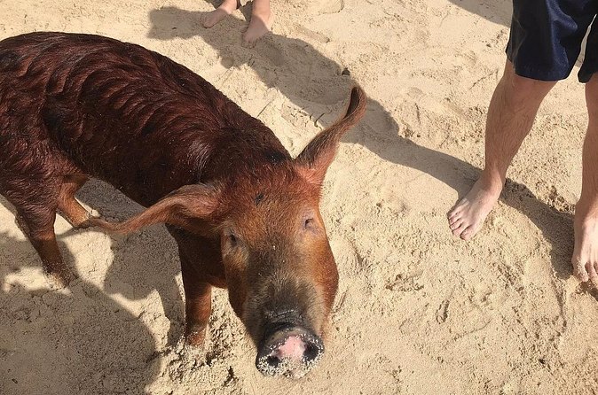 Swim with Pigs on a Tropical Island - How to Prepare for a Better Day