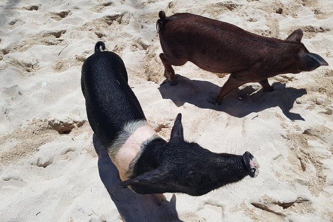 Swim with Pigs on a Tropical Island - Who Will Enjoy This Most