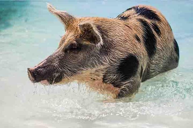 Swim with Pigs on a Tropical Island - Crystal Beach Gives You Time to Slow Down