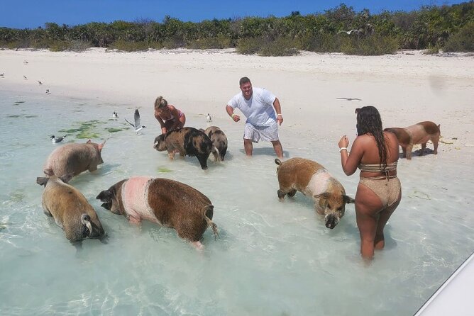 Swim with the Pigs and Explore Caves in Nassau - Safety, cleanliness, and family suitability