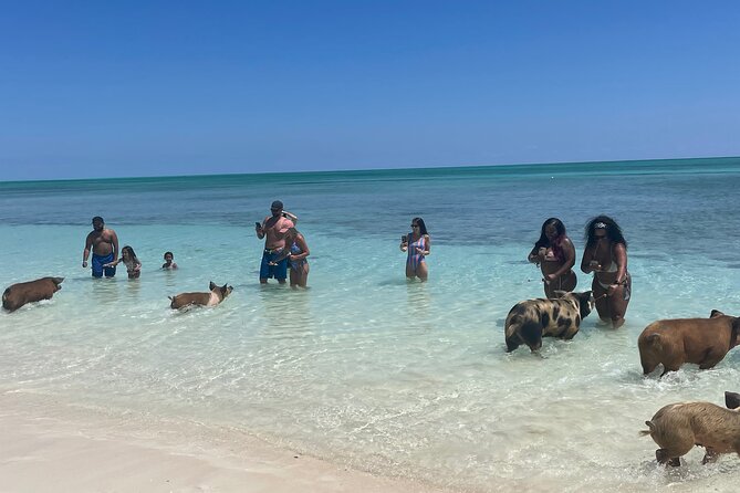 Swim with the Pigs Freeport @Creative Eco Adventures - Key points at a glance