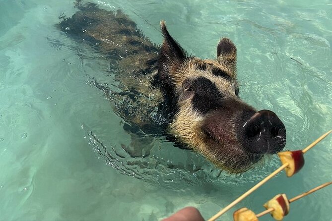 Swim with the Pigs Freeport @Creative Eco Adventures - What happens from arrival to the first photo
