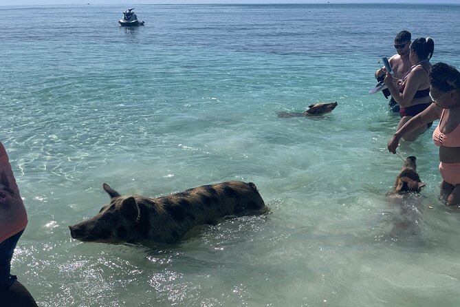 Swim with the Pigs Freeport @Creative Eco Adventures - Family appeal, group size, and comfort