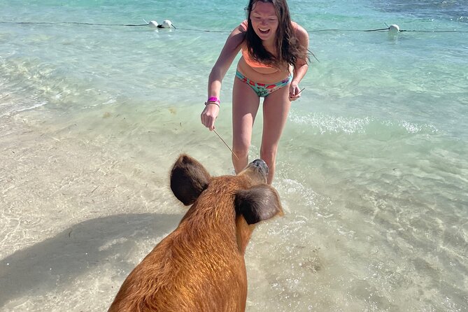 Swim with the Pigs Freeport @Creative Eco Adventures - The $71.50 price: fair value for a short activity