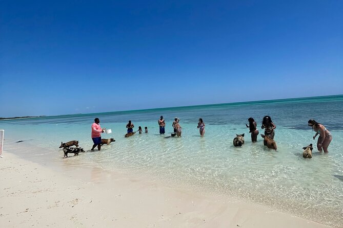 Swim with the Pigs Freeport @Creative Eco Adventures - Timing this with a cruise or island day