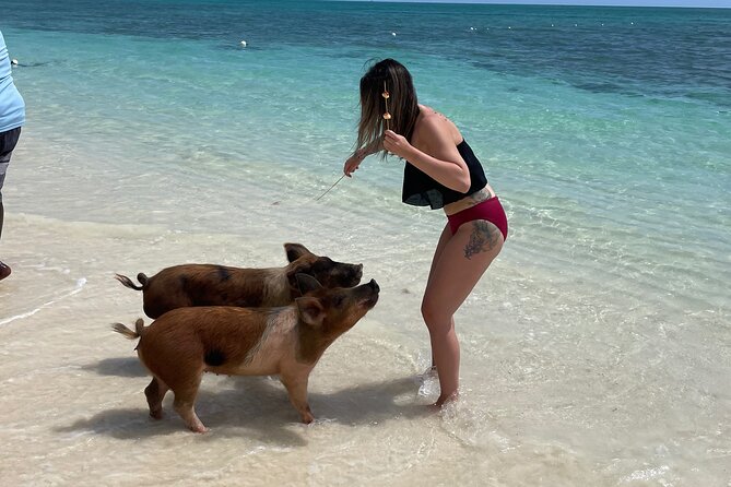 Swim with the Pigs Freeport @Creative Eco Adventures - Feeding, walking, and swimming with the pigs