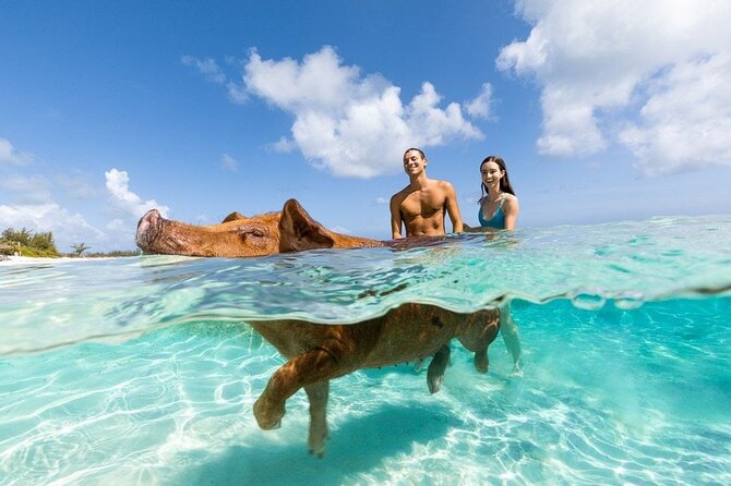 Swim with the Pigs Safari in Bahamas (2hrs) - Why this short Nassau boat tour works