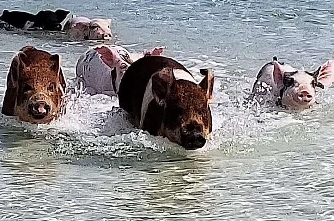 Swim with the Pigs / West End Experience - Crystal Beach and the optional turtle stop