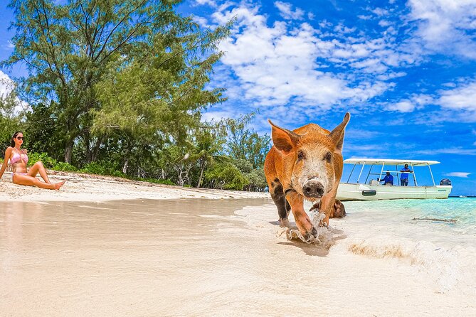 Swimming Pigs and Pearl Island Beach Escape - What the $174 price really buys