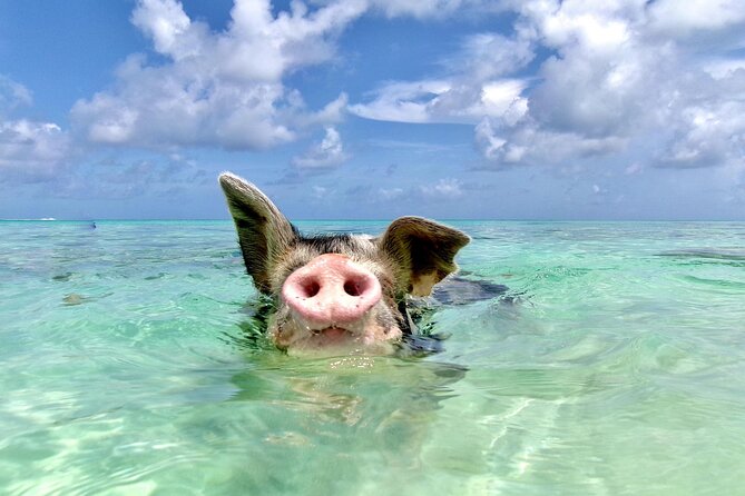 Swimming Pigs and Private Beach Club Escape - Key Points to Know Before You Go