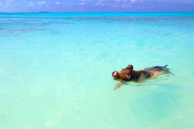 Swimming Pigs and Private Beach Club Escape - The Included Bahamian Lunch