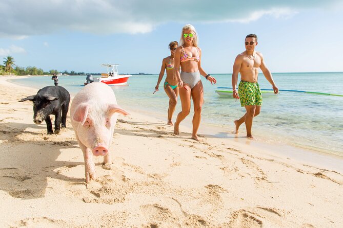Swimming Pigs & ATV Tour - The appeal of a private pig tour on New Providence
