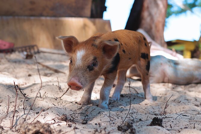Swimming Pigs & ATV Tour - Timing, pickup, and who fits this outing
