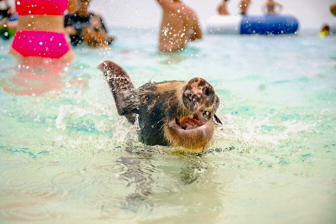 Swimming Pigs Of Rose Island & Beach Day - Group Tour - Key points to know before booking
