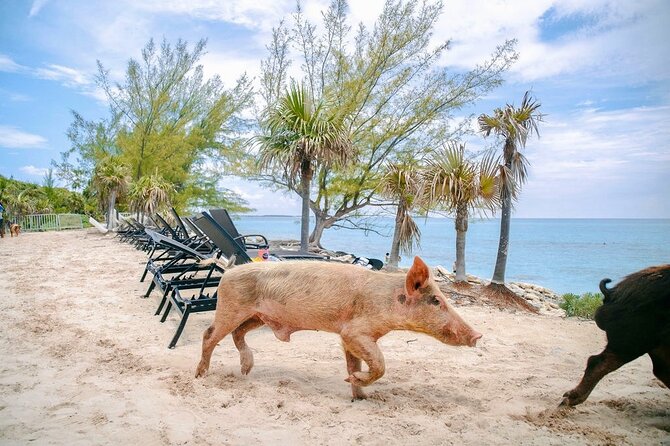 Swimming Pigs Of Rose Island & Beach Day - Group Tour - Meeting the pigs on Rose Island