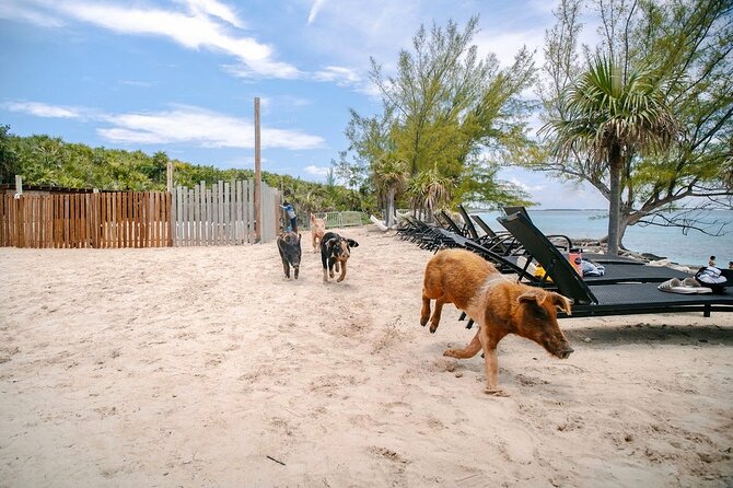 Swimming Pigs Of Rose Island & Beach Day - Group Tour - The return route past Green Cay