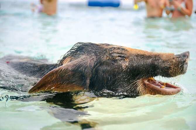Swimming Pigs Of Rose Island & Beach Day - Group Tour - What the $99 price really covers