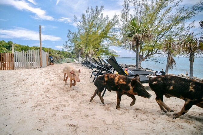 Swimming Pigs Of Rose Island & Beach Day - Group Tour - Group size, comfort, and the overall mood