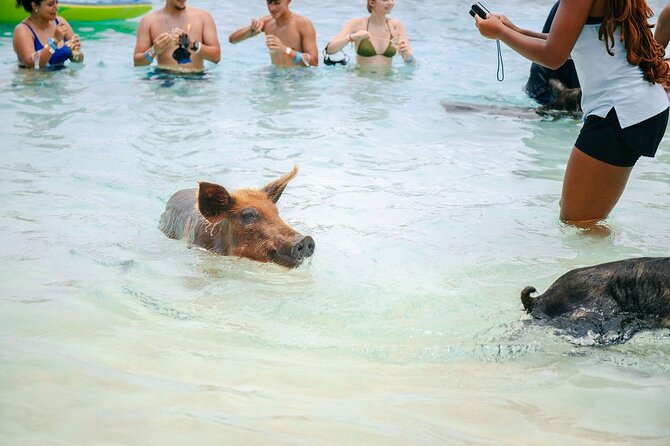 Swimming Pigs Of Rose Island & Beach Day - Group Tour - A real beach day, not just a pig stop