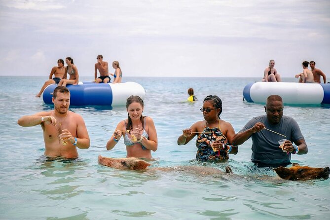 Swimming Pigs Of Rose Island Water Taxi Nassau Bahamas - A Rose Island pig encounter for $69