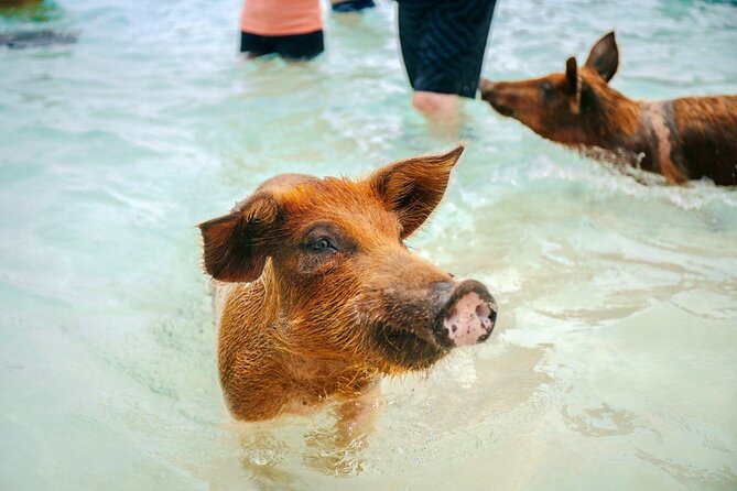 Swimming Pigs Of Rose Island Water Taxi Nassau Bahamas - How family-friendly is the experience?