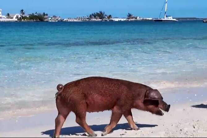 Swimming Pigs, Snorkeling and Beach Tour in Nassau Bahamas - Why this Nassau tour works so well in a short visit
