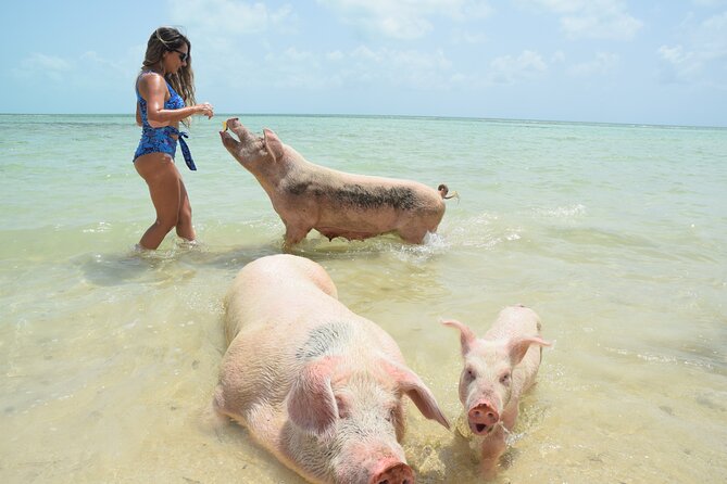 Swimming with Pigs in Nassau, Transportation Included - Key things to know before booking