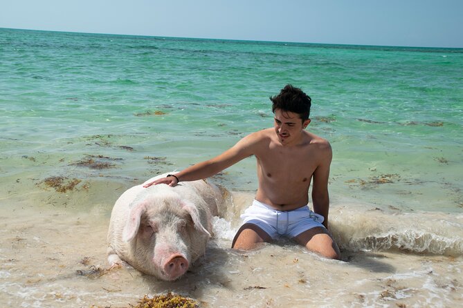 Swimming with Pigs in Nassau, Transportation Included - Feeding and swimming with the pigs