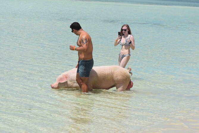 Swimming with Pigs in Nassau, Transportation Included - Lunch on the beach