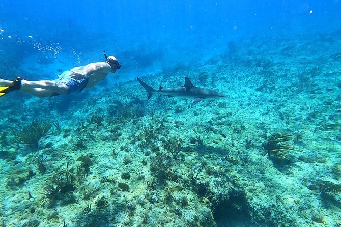 Top 4 Snorkeling Adventures in Bimini - Key points to know before booking