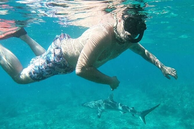 Top 4 Snorkeling Adventures in Bimini - Snorkeling at Shark Arena