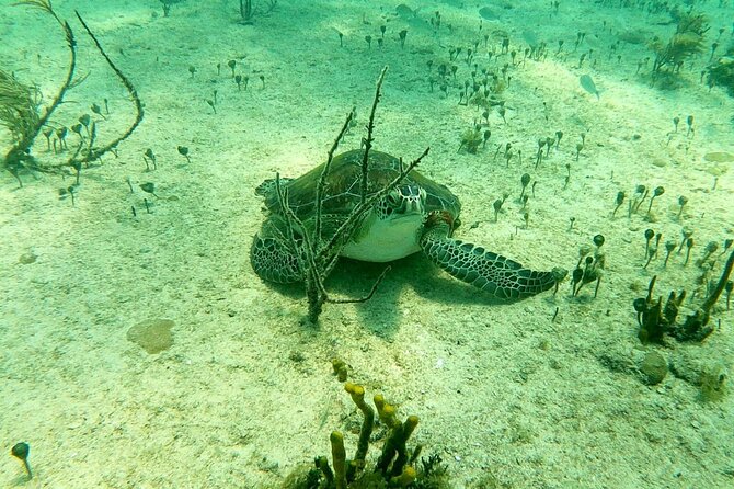 Top 4 Snorkeling Adventures in Bimini - Guides, group size, and the feel of the outing