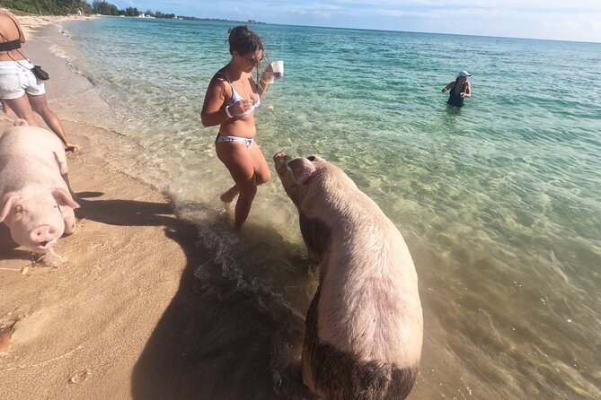 Ultimate SeaXscape Pigs/Turtles/Snorkel/Lunch/Drinks/PU/DO - Key Points Before You Book