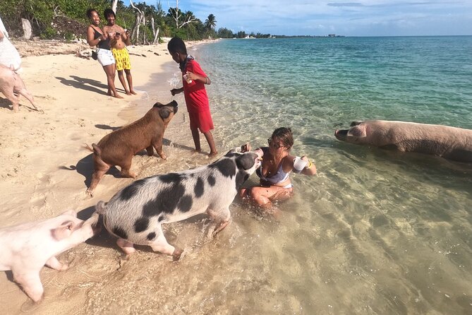 Ultimate SeaXscape Pigs/Turtles/Snorkel/Lunch/Drinks/PU/DO - Timing, Weather, and What to Pack